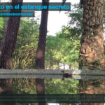 Un pato en el estanque secreto