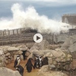 Los pingüinos aguantan estoicos un tsunami en el mini zoo de la Magdalena