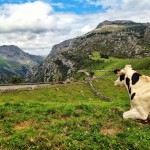 Seis motivos por los que hay que tomar leche fresca de Cantabria