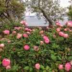 Rosas con olor a Cantábrico