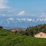 Los Picos de Europa desde Puerto Calderón. Cabaña, vaca y caballo