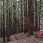El bosque de Secuoyas de Cabezón estrena pasarela de madera