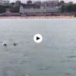Delfines disfrutando del abra del Sardinero