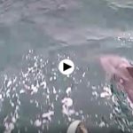 Los delfines que se han dado una vuelta por la bahía surfeando con una embarcación