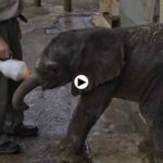 Nace un bebé elefante africano en Cabárceno