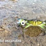 El cámbaro que borda el arte del escondite
