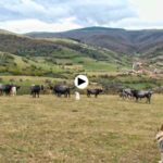 Vacas tudancas que predicen el tiempo