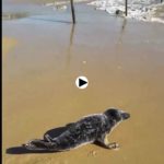 Los fuertes temporales vuelven a arrastrar a pequeñas focas a las playas santanderinas