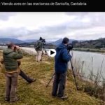 Pajareo santoñero: Viendo aves en las marismas de Santoña