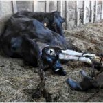 El nacimiento de una vaca pasiega en Selaya
