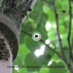Una avispa asiática atacando a un grupo de abejas santanderinas