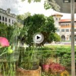 8:15 de la mañana… De paseo por los jardines de Pereda