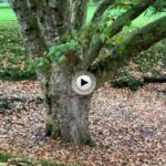 El árbol más otoñal de Santander