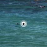 Acabamos de ver a una foca disfrutando de la bajamar de la Magdalena y del vaivén de las olas