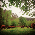 Un proyecto ganadero de pastoreo regenerativo con vacas de raza pasiega se lleva el primer premio de ‘Ecólatras con espíritu cántabro’