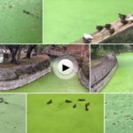 El estanque verde de Mataleñas