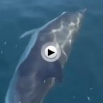 Los delfines se acercan a la playa de Mataleñas