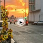 En recuerdo a Manu.  Hoy los girasoles miran al cielo en un tono de color rosa