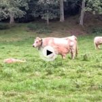 Entre vacas y terneros