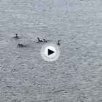 Cormoranes, Sardinero